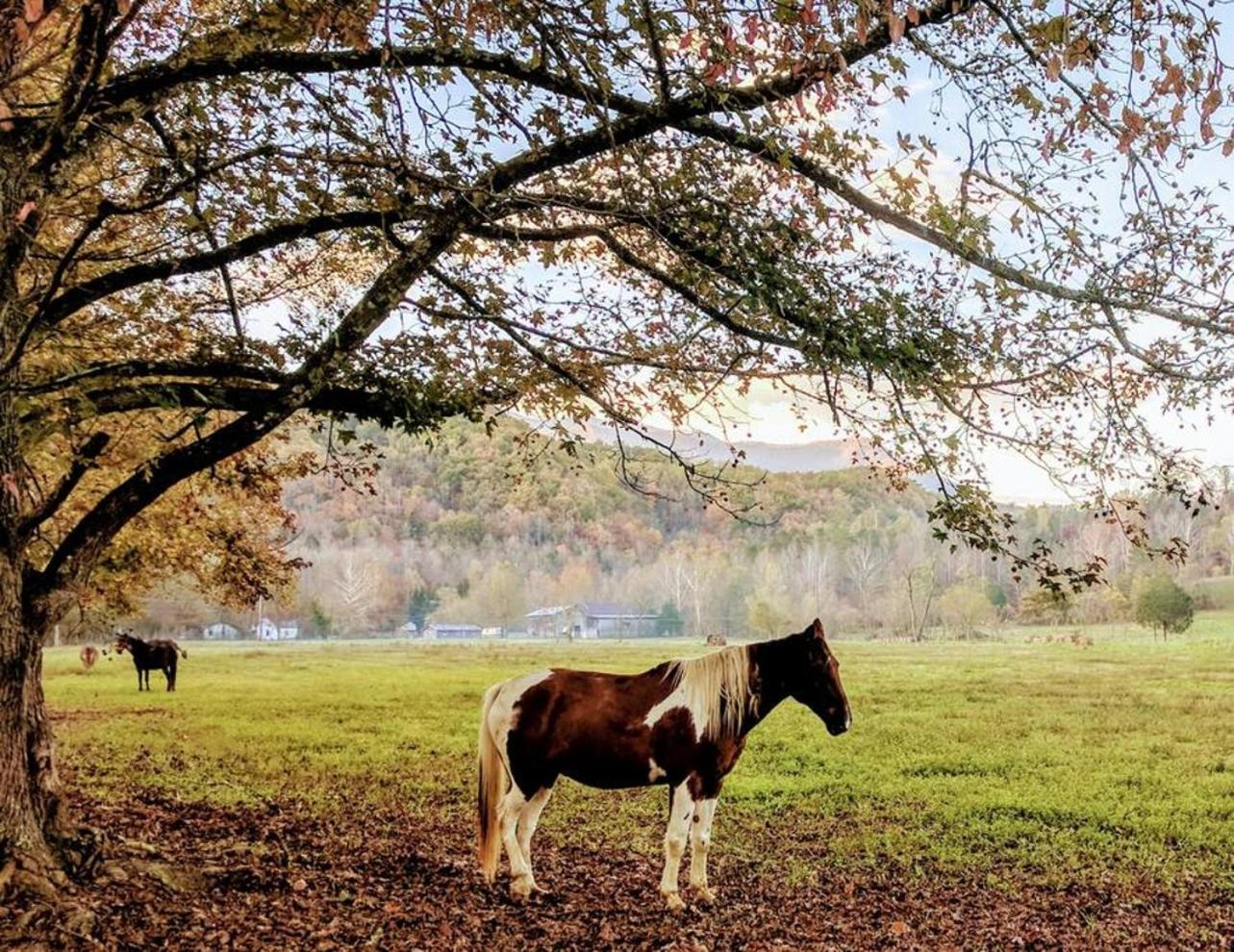 Peace, Serenity & Relaxation In The Smokies! Gatlinburg Eksteriør bilde