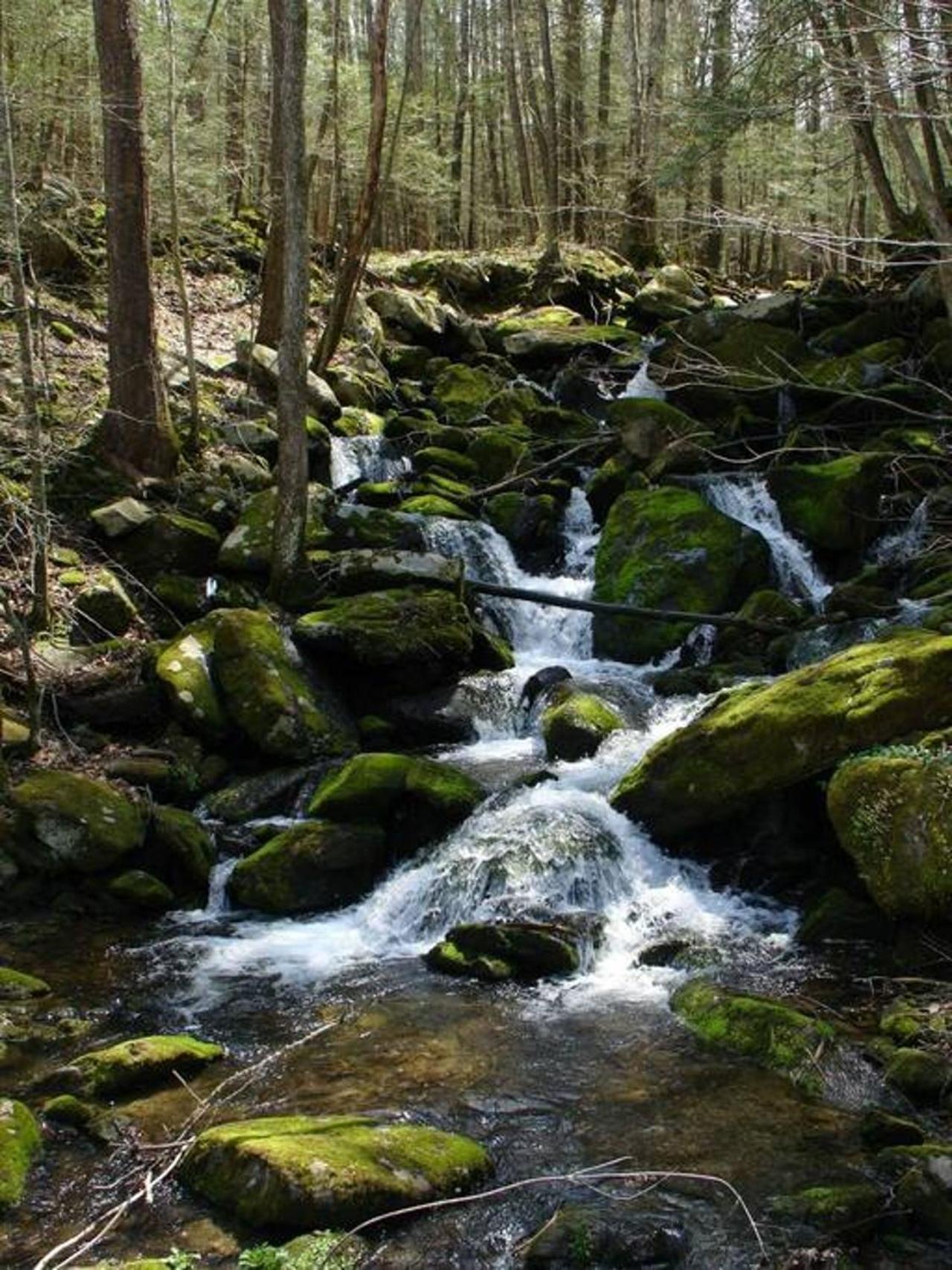 Peace, Serenity & Relaxation In The Smokies! Gatlinburg Eksteriør bilde