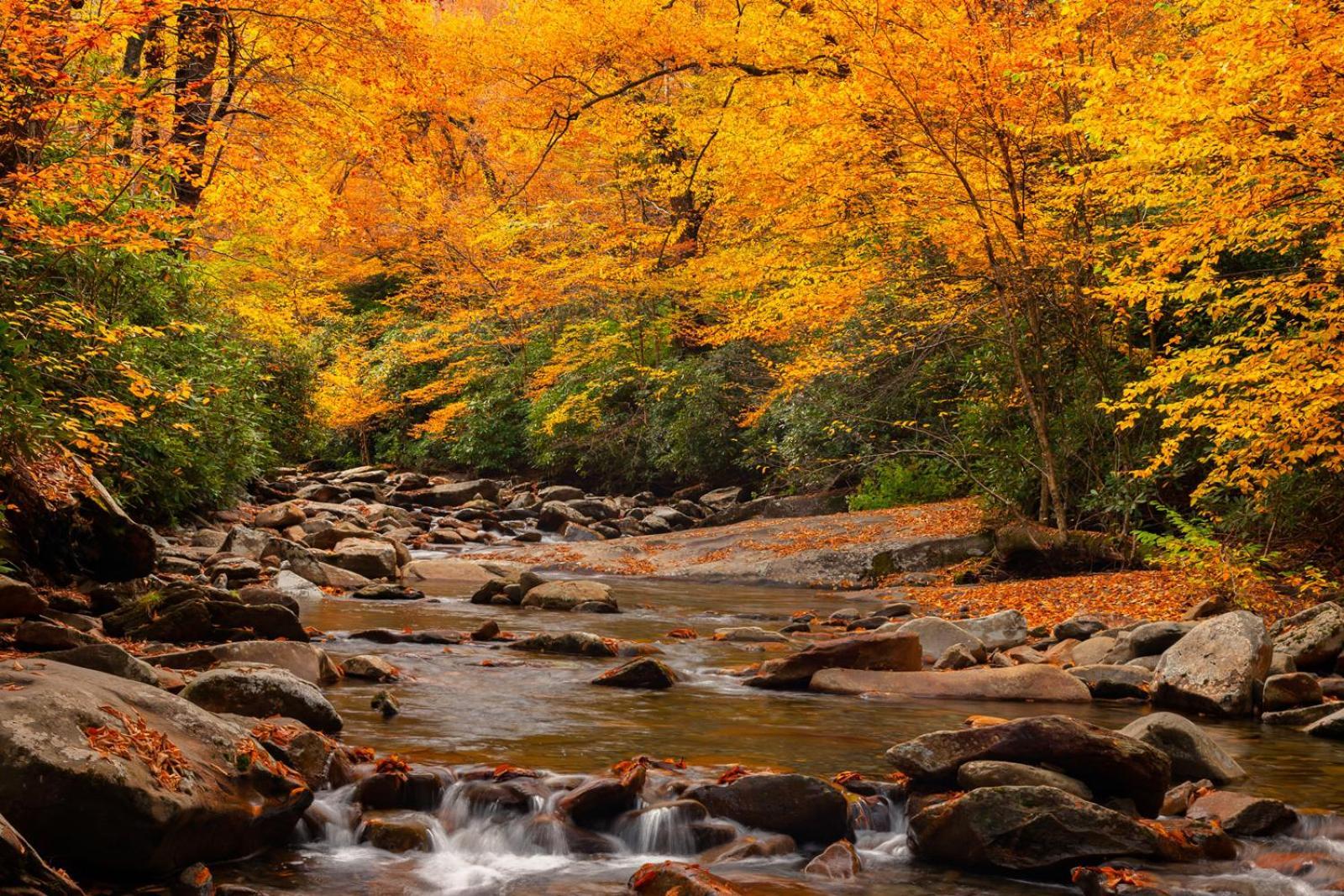 Peace, Serenity & Relaxation In The Smokies! Gatlinburg Eksteriør bilde